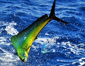 Catch and Cook Mahi-Mahi - On The Water