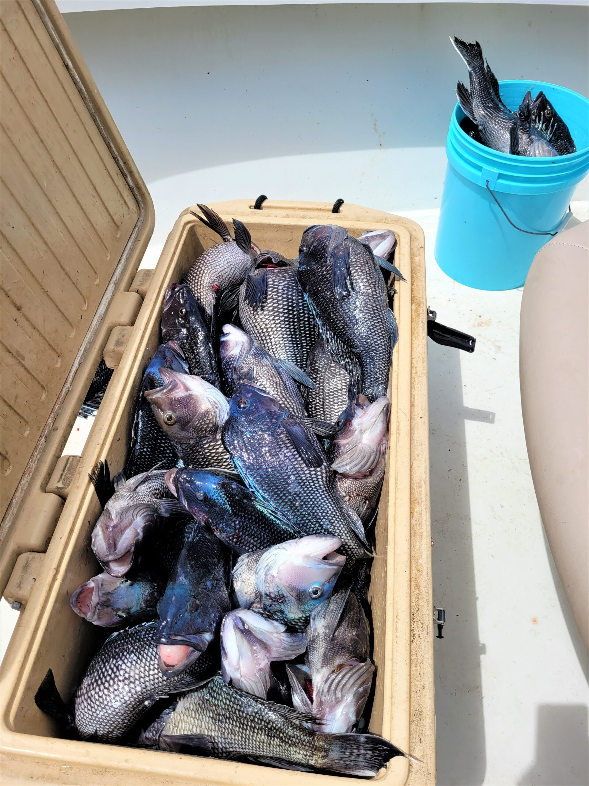 Sea Bass to 6 Pounds and Tautog to 15 - Ocean City MD Fishing