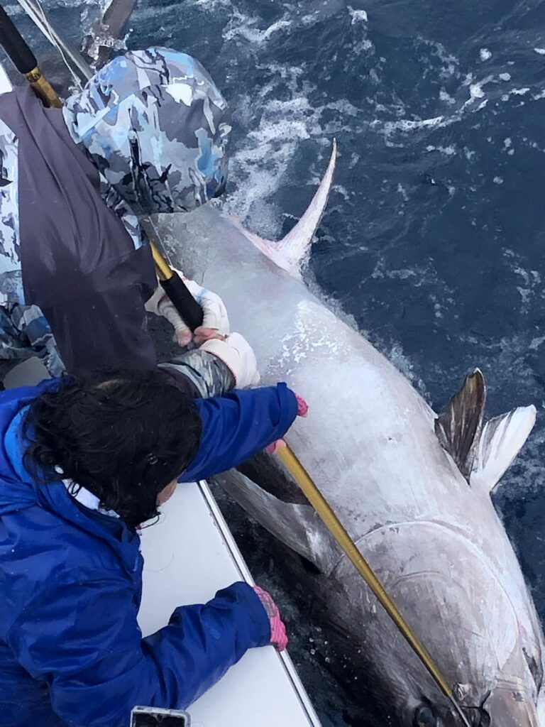 Captain Ned Ashby and crew releasing a giant bluefin