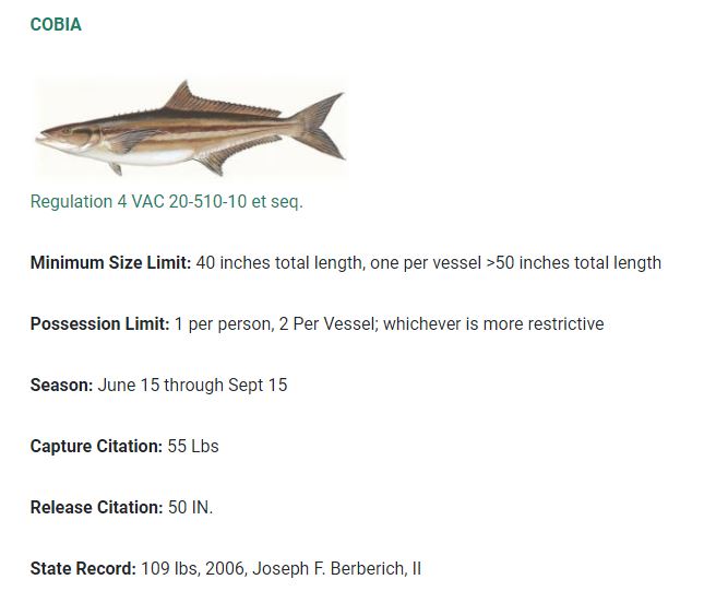 Virginia Saltwater Fishing Report Fishing Reports, News, Charters