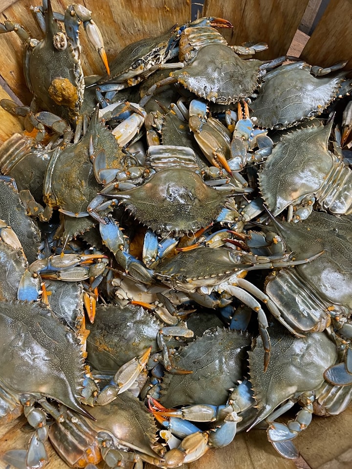 blue crabs