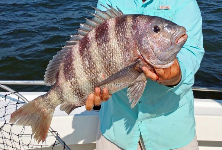 Tips For Cleaning And Cooking Sheepshead