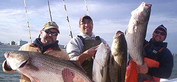 Striper ROCK fish Umbrella Rigs Ocean Tested Inlet TESTED