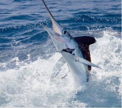 Blue Marlin, White Marlin, Tuna, Mahi and Wahoo..And That's Just One  Boat - Ocean City MD Fishing