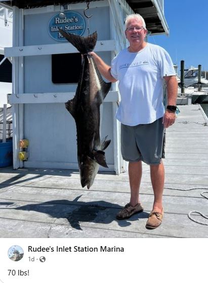 cobia