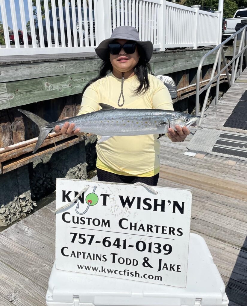 spanish mackerel 