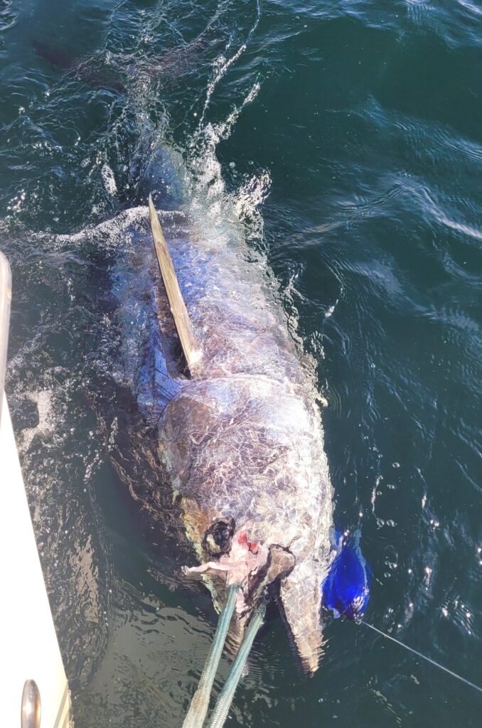 Angler sets first-ever fishing record for species caught in North Carolina:  'Hooked a beast