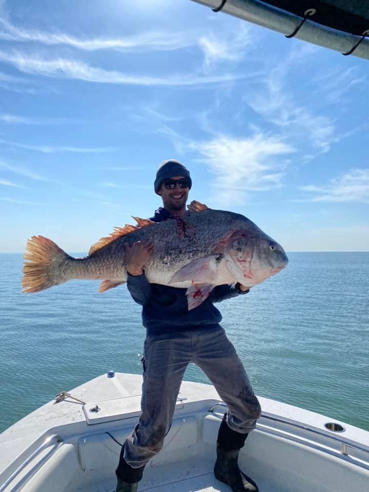 Spring Red Drum in the Lower Bay
