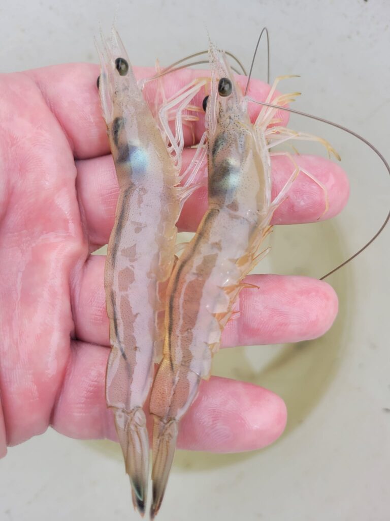 shrimp